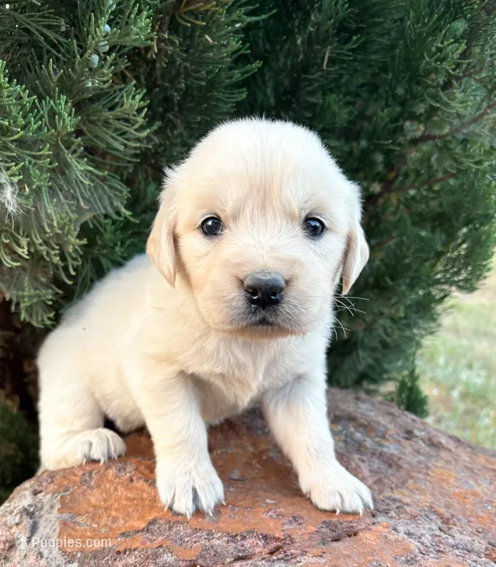 “Light Blue”- Cookie’s girl – Golden Retriever, English Cream Golden Retriever puppy for sale in Lavonia, GA