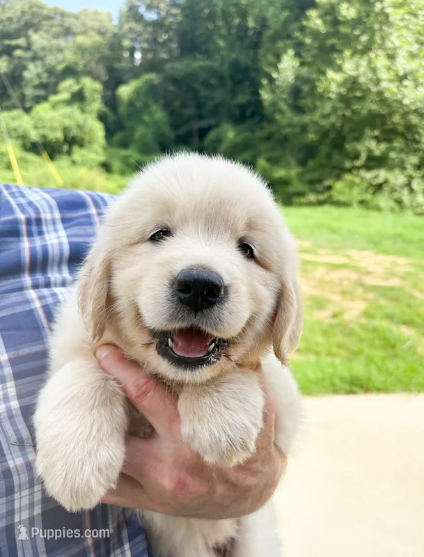 “Pink”- Candy’s girl – Golden Retriever, English Cream Golden Retriever puppy for sale in Lavonia, GA