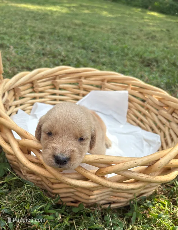 “Orange”- Charlie’s boy – Golden Retriever puppy for sale in Lavonia, GA
