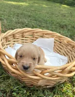 “Orange”- Charlie’s boy, a male Golden Retriever for sale in Lavonia, GA – 1 of 1