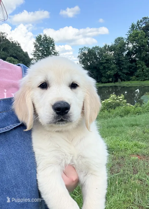 “Blue”- Cookie’s boy – Golden Retriever, English Cream Golden Retriever puppy for sale in Lavonia, GA