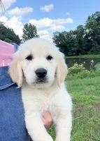 “Blue”- Cookie’s boy, a male Golden Retriever and English Cream Golden Retriever for sale in Lavonia, GA – 1 of 1
