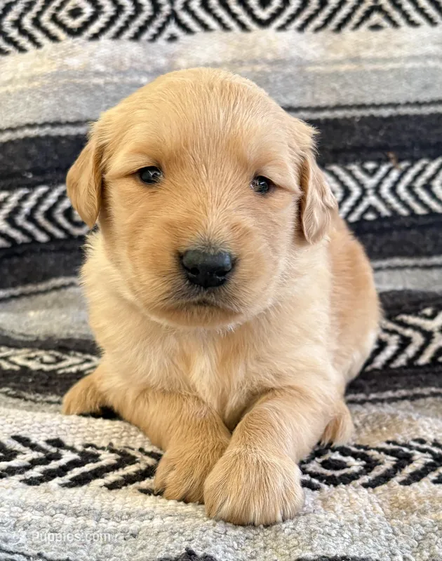 “Purple”- Charlie’s girl – Golden Retriever puppy for sale in Lavonia, GA