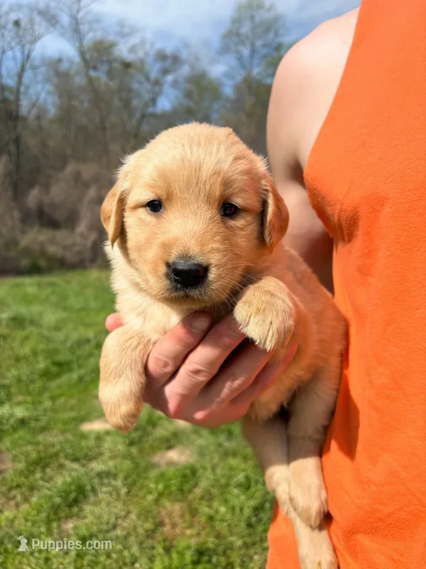 “Purple”- Charlie’s girl – Golden Retriever puppy for sale in Lavonia, GA