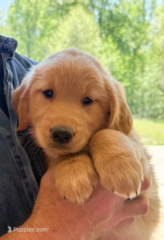 “Purple”- Charlie’s girl – Golden Retriever puppy for sale in Lavonia, GA