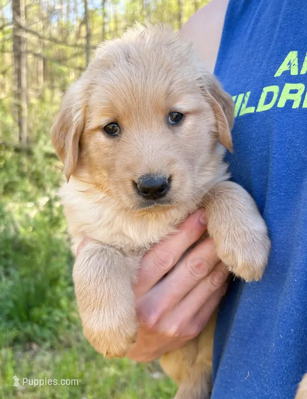 “Purple”- Charlie’s girl – Golden Retriever puppy for sale in Lavonia, GA
