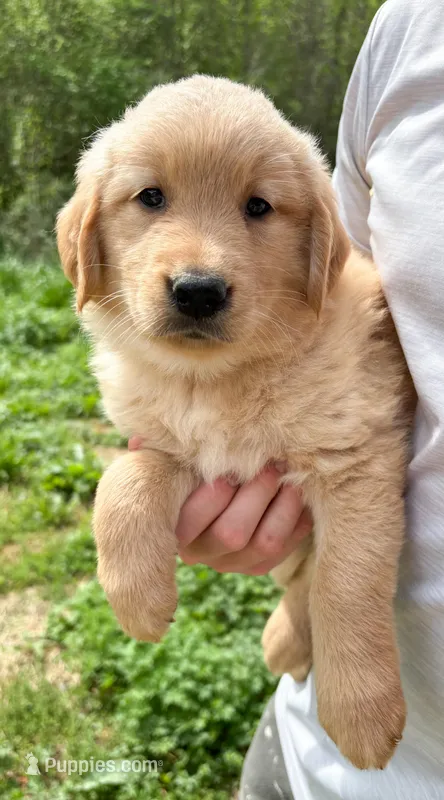 “Purple”- Charlie’s girl – Golden Retriever puppy for sale in Lavonia, GA