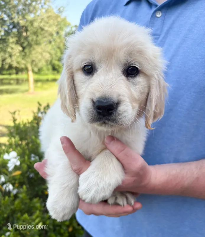 “Brown”- Cookie’s girl  – Golden Retriever, English Cream Golden Retriever puppy for sale in Lavonia, GA