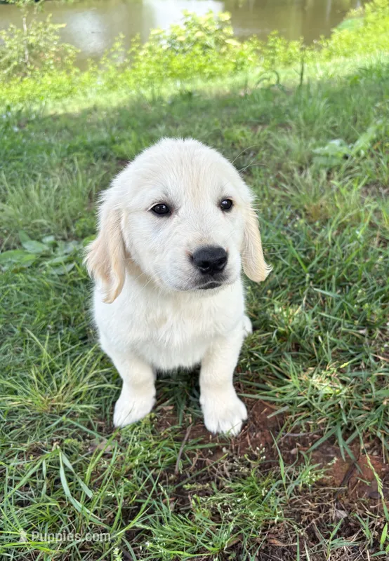 “Blue”- Cookie’s boy – Golden Retriever, English Cream Golden Retriever puppy for sale in Lavonia, GA