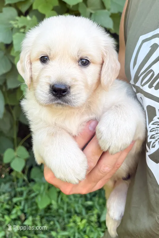 “Blue”- Candy’s boy  – Golden Retriever, English Cream Golden Retriever puppy for sale in Lavonia, GA