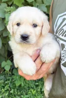 “Blue”- Candy’s boy , a male Golden Retriever and English Cream Golden Retriever for sale in Lavonia, GA – 1 of 1