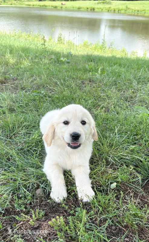 “Brown”- Cookie’s girl  – Golden Retriever, English Cream Golden Retriever puppy for sale in Lavonia, GA