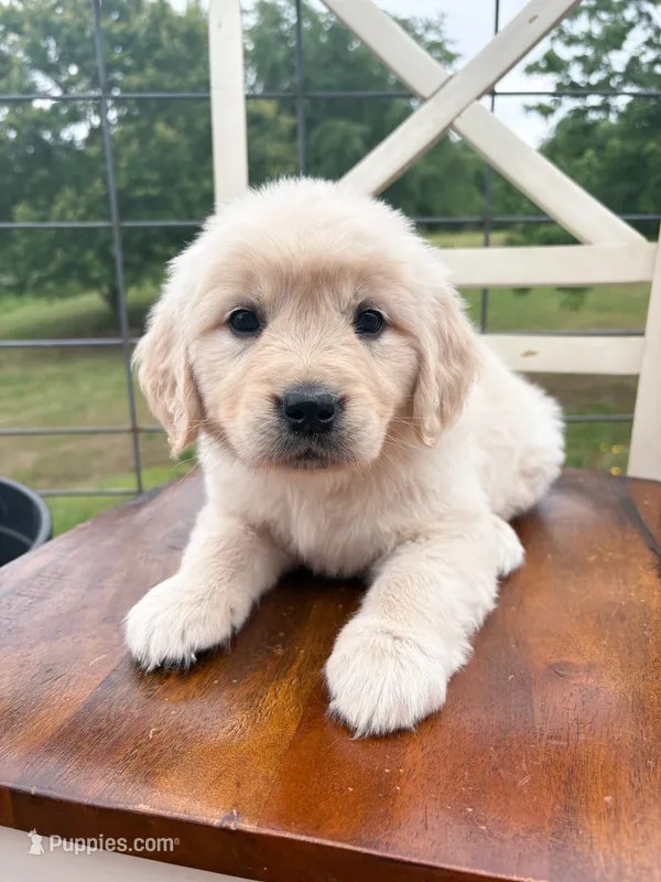 “Burgundy”- Cookie’s girl  – Golden Retriever, English Cream Golden Retriever puppy for sale in Lavonia, GA