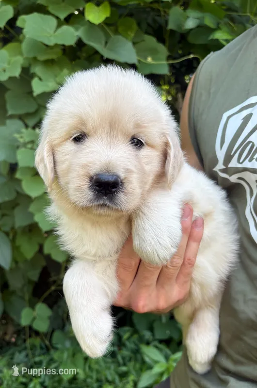 “Pink”- Candy’s girl – Golden Retriever, English Cream Golden Retriever puppy for sale in Lavonia, GA