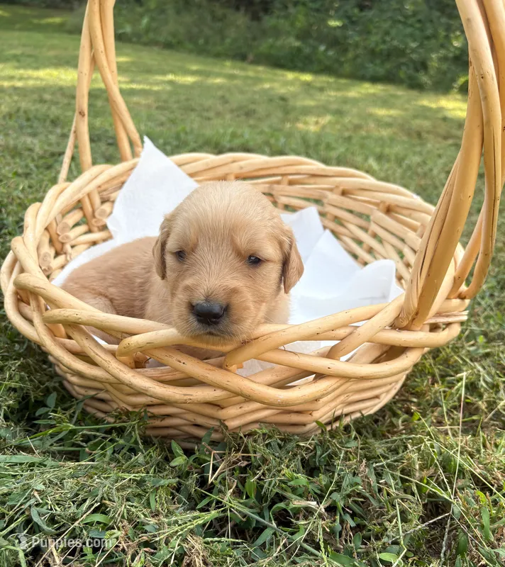 “Green”- Charlie’s boy – Golden Retriever puppy for sale in Lavonia, GA
