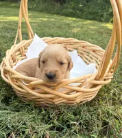 “Green”- Charlie’s boy, a male Golden Retriever for sale in Lavonia, GA – 1 of 1