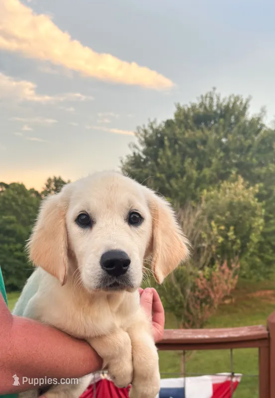 “Light Blue”- Cookie’s girl – Golden Retriever, English Cream Golden Retriever puppy for sale in Lavonia, GA