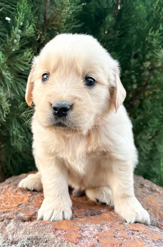 “Red”- Cookie’s boy – Golden Retriever, English Cream Golden Retriever puppy for sale in Lavonia, GA