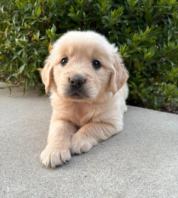 “Red”- Cookie’s boy – Golden Retriever, English Cream Golden Retriever puppy for sale in Lavonia, GA