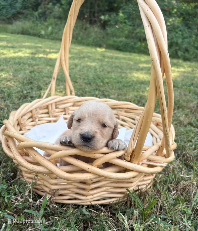 “Red”- Charlie’s boy – Golden Retriever puppy for sale in Lavonia, GA