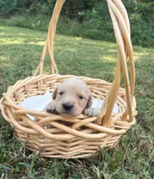 “Red”- Charlie’s boy, a male Golden Retriever for sale in Lavonia, GA – 1 of 1