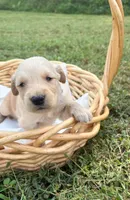 “Black”- Charlie’s boy, a male Golden Retriever for sale in Lavonia, GA – 1 of 1