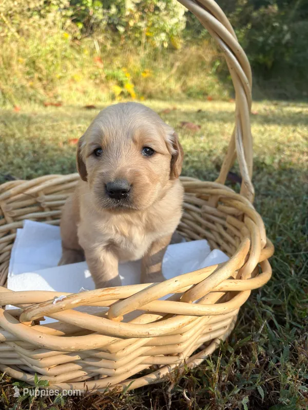 “Brown”- Charlie’s boy – Golden Retriever puppy for sale in Lavonia, GA