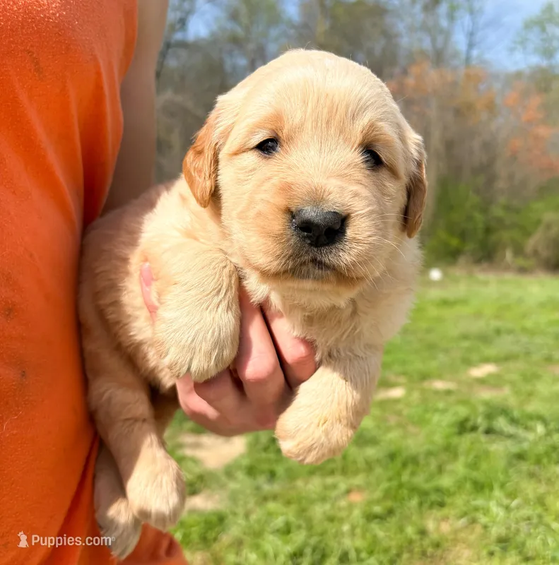 “Purple”- Sami’s girl  – Golden Retriever puppy for sale in Lavonia, GA