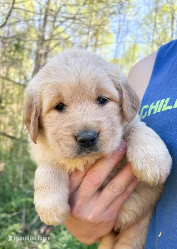 “Purple”- Sami’s girl  – Golden Retriever puppy for sale in Lavonia, GA