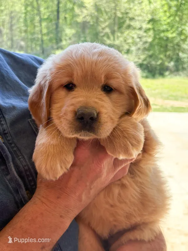 “Purple”- Sami’s girl  – Golden Retriever puppy for sale in Lavonia, GA