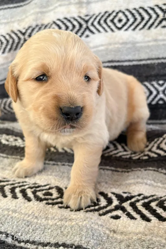 “Purple”- Sami’s girl  – Golden Retriever puppy for sale in Lavonia, GA