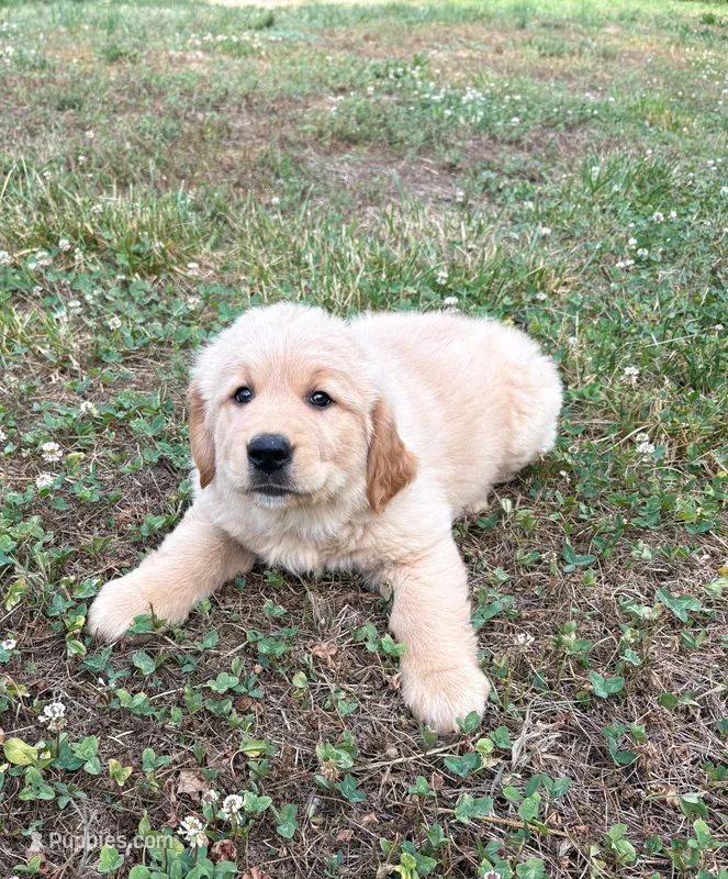 “Purple”- Sami’s girl  – Golden Retriever puppy for sale in Lavonia, GA