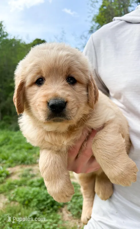 “Purple”- Sami’s girl  – Golden Retriever puppy for sale in Lavonia, GA