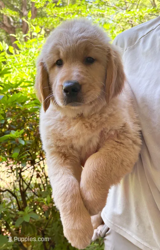 “Purple”- Sami’s girl  – Golden Retriever puppy for sale in Lavonia, GA