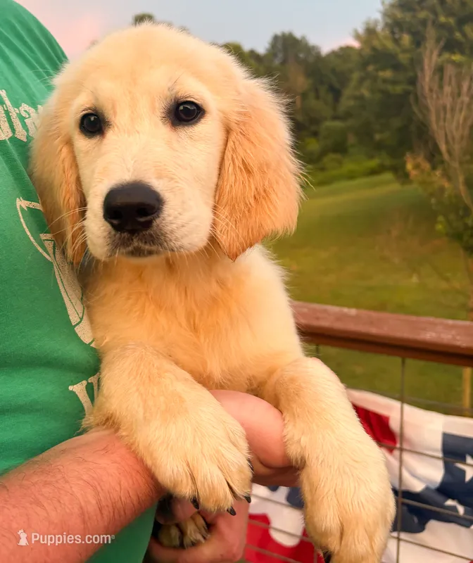 “Brown”- Cookie’s girl  – Golden Retriever, English Cream Golden Retriever puppy for sale in Lavonia, GA