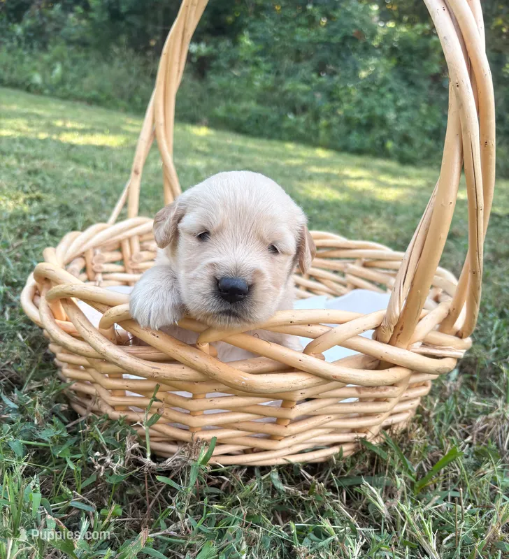 “Yellow”- Charlie’s boy – Golden Retriever puppy for sale in Lavonia, GA
