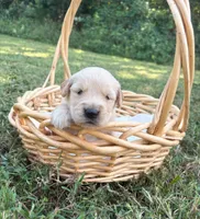 “Yellow”- Charlie’s boy, a male Golden Retriever for sale in Lavonia, GA – 1 of 1