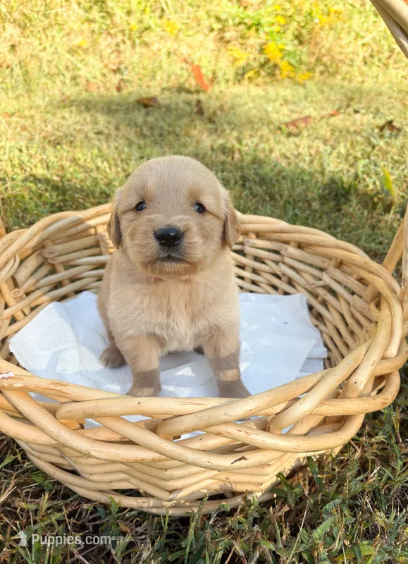 “Orange”- Charlie’s boy – Golden Retriever puppy for sale in Lavonia, GA