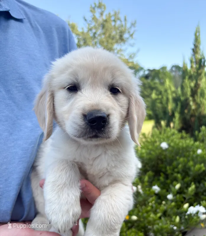 “Blue”- Cookie’s boy – Golden Retriever, English Cream Golden Retriever puppy for sale in Lavonia, GA
