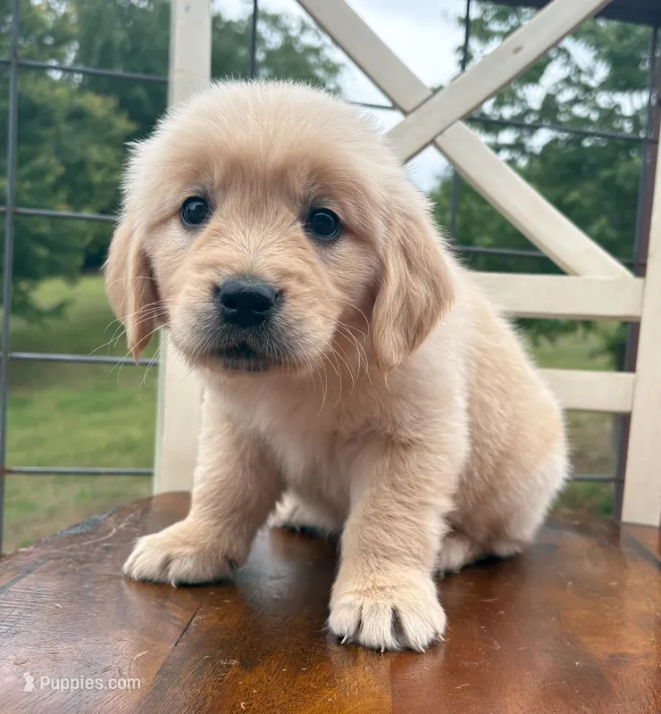 “Red”- Cookie’s boy – Golden Retriever, English Cream Golden Retriever puppy for sale in Lavonia, GA