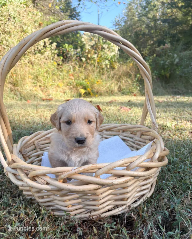 “Black”- Charlie’s boy – Golden Retriever puppy for sale in Lavonia, GA