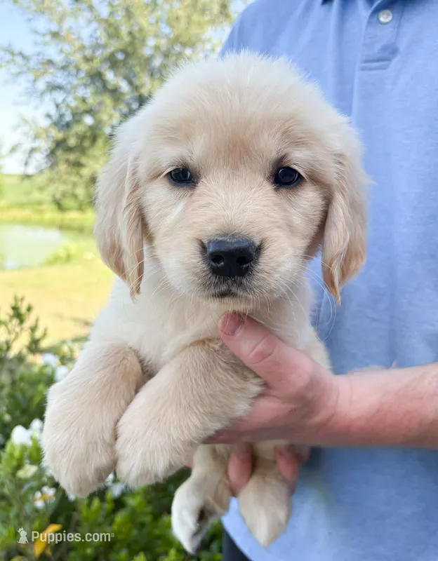 “Pink”- Cookie’s girl – Golden Retriever, English Cream Golden Retriever puppy for sale in Lavonia, GA