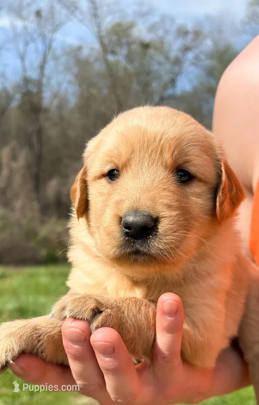 “Orange”- Charlie’s boy  – Golden Retriever puppy on hold in Lavonia, GA