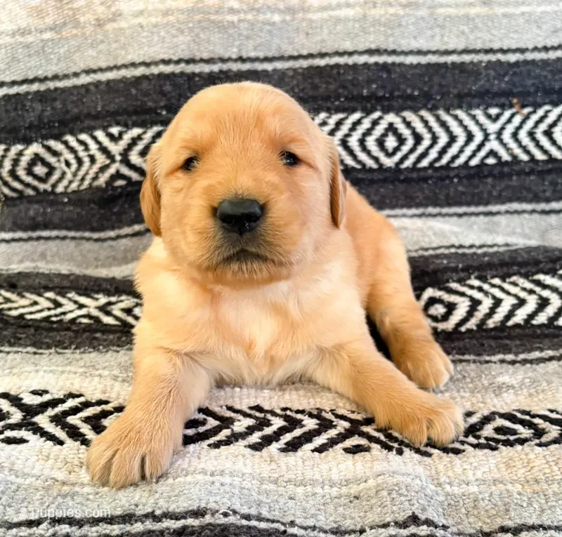 “Orange”- Charlie’s boy  – Golden Retriever puppy for sale in Lavonia, GA