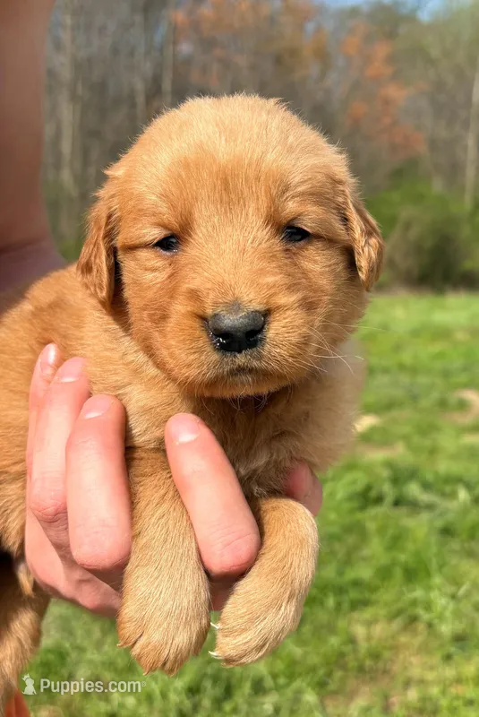 “Burgundy”- Charlie’s boy – Golden Retriever puppy for sale in Lavonia, GA