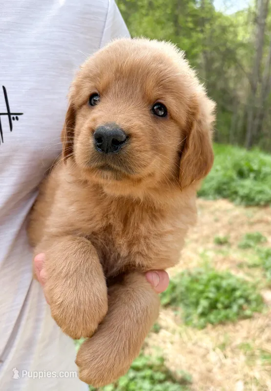 “Burgundy”- Charlie’s boy – Golden Retriever puppy for sale in Lavonia, GA