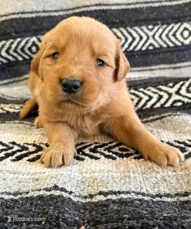 “Burgundy”- Charlie’s boy – Golden Retriever puppy for sale in Lavonia, GA