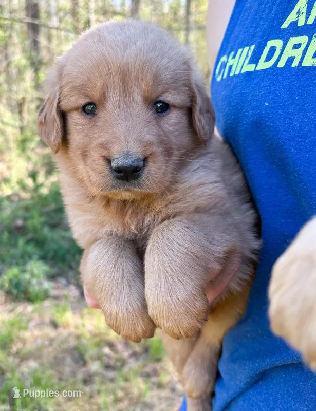 “Burgundy”- Charlie’s boy – Golden Retriever puppy for sale in Lavonia, GA
