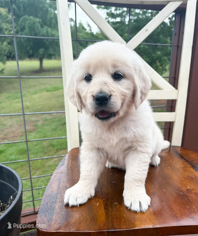 “Yellow”- Cookie’s girl – Golden Retriever, English Cream Golden Retriever puppy for sale in Lavonia, GA