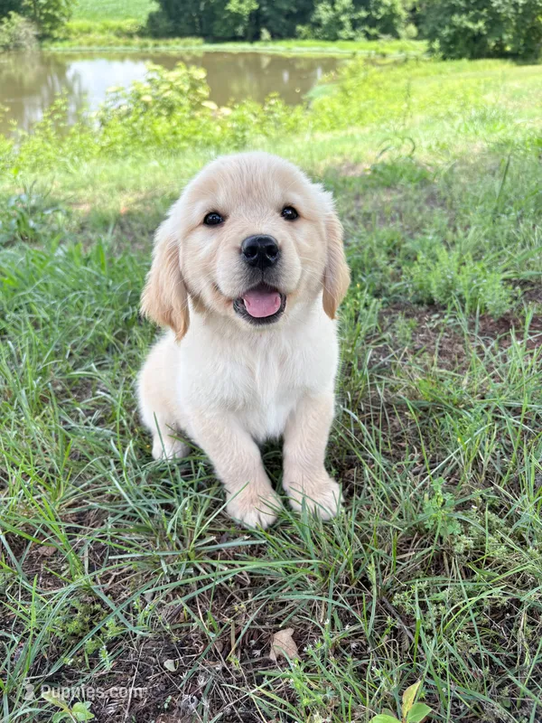 “Pink”- Cookie’s girl – Golden Retriever, English Cream Golden Retriever puppy for sale in Lavonia, GA